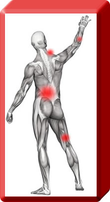 Muscles and Trigger Points of Body